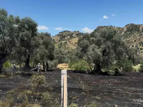 Nazilli’de zeytin bahçesi yangını
