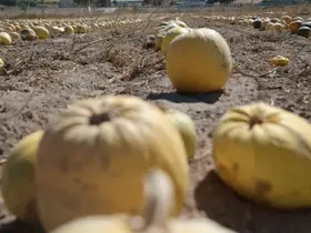 Nevşehir’de kabak çekirdeği hasadı başladı
