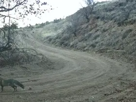Nevşehir’de yaban hayatı fotokapan ile görüntülendi

