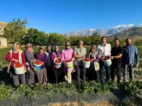 Niğde’de çilek hasadı bereketi
