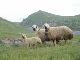 Niğde’de küçükbaş hayvancılığa dev destek

