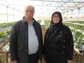 Niğde’de topraksız tarım yöntemiyle çilek üretimi kadın emeğiyle büyüyor
