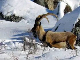 Niğde’de yaban keçisi sayısı artış gösterdi
