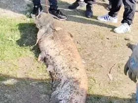 Oltaya takılan 50 kiloluk dev balık şaşırttı
