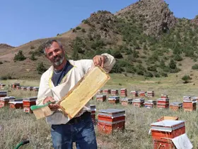 Oltu’da sezonun ilk bal hasadı yapıldı
