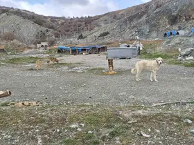 Onlarca köpek bu yuvalarda ısınıyor
