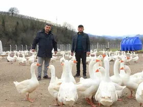 Ordu’da ‘alım garantisi’ ile kaz yetiştiriciliği büyüyor
