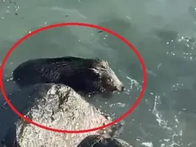 Ordu’da denizde yaban domuzu görüntülendi
