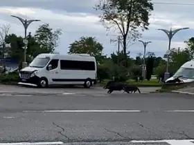 Ordu’da domuz sahil yoluna indi
