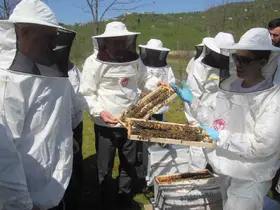 Ordu’da kraliçe arı hamlesi: Arıcılar hem üretecek hem satacak
