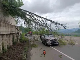 Ordu’da seyir halindeki aracın üzerine ağaç devrildi

