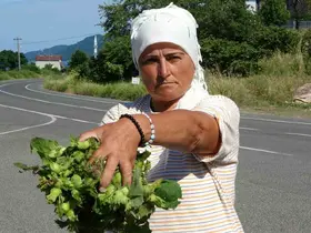 Ordu’da taze fındık tezgahlarda: Kilosu 200 lira
