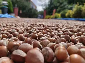 Ordu’nun yüksek kesimlerde fındıkta kurutma mesaisi sürüyor
