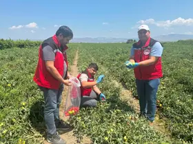 Organik domates üretimine kalıntı denetimi
