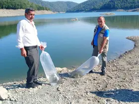 Orhaneli’de göletler sazan yavrularıyla buluştu
