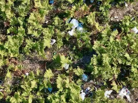 Ormana girişler yasak ama Kızıltepe’yi çöplüğe çevirdiler: Yangın riski havadan görüntülendi
