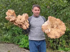 Ormanda 3 kiloluk dev mantarlar buldu
