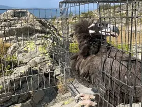 Ormanda hasta bulunan kara akbaba tedavi edildi
