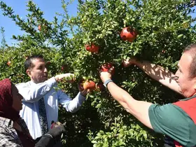 Ortaca’da Nar hasadı
