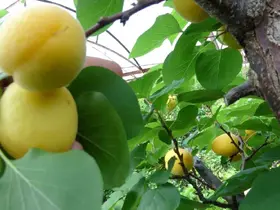 Örtü altında turfanda kayısı hasadı başladı
