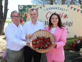 Osmancalı Çileği’nin ilk hasadı şenlikle yapıldı
