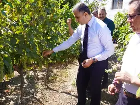 Osmancık karası üzümü tescillendi
