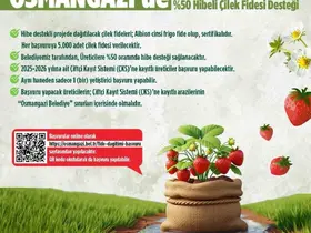 Osmangazi Belediyesi yüzde 50 hibeli çilek fidesi dağıtacak

