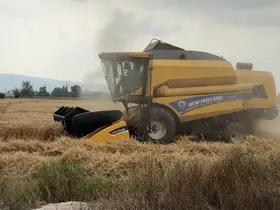 Osmaniye’de 15 gün gecikmeli başlayan hasatta yüksek verim sevinci
