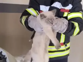 Osmaniye’de araç motoruna sıkışan kedi kurtarıldı
