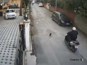 Osmaniye’de motosikletin çarptığı kedi öldü

