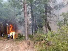 Osmaniye’de orman yangını başladı
