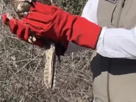 Osmaniye’de tedavileri tamamlanan şahinler, doğaya kanat çırptı
