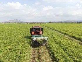 Osmaniye’de yer fıstığı hasadı başladı: 50 bin ton rekolte bekleniyor
