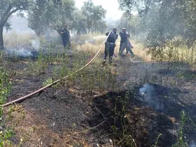 Ot biçerken zeytinliği yaktı
