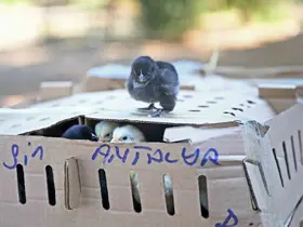Otobüsle Bursa’dan Antalya’ya karton koliler ile 700 civciv gönderdiler
