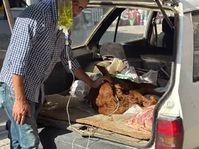 Otomobil bagajında minik "Kezban’ın" tedavisi yapıldı
