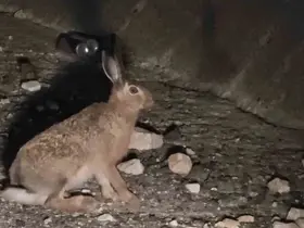 Otoyolda yabani tavşan görüntülendi
