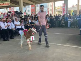 Otuz buzağı arasından en güzeli seçildi
