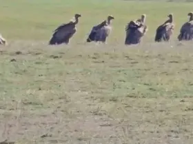 Özalp ilçesinde kızıl akbaba sürüsü görüldü
