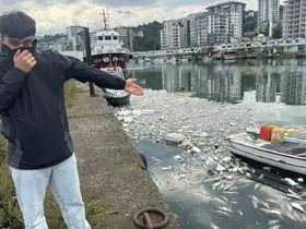 Palamut bolluğu çileye dönüştü, liman balık çöplüğüne döndü
