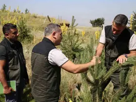 Palandöken ve Konaklı’daki ağaçlandırma sahaları incelendi
