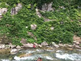 Papağanını kurtardı, kendisi mahsur kaldı
