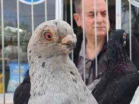 Parmak ucunda yürüyen endemik Tokur güvercinleri görücüye çıktı
