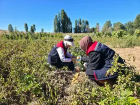 Patates tarlalarında pestisit denetimi yapıldı
