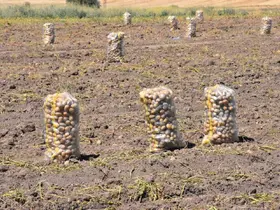 Patates üretiminde Türkiye’nin lokomotiflerinden Sandıklı’da hasat dönemi başladı
