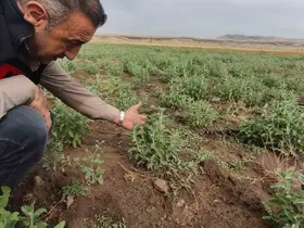 Patnos’ta Ada Çayı heyecanı: İlk hasat için geri sayım başladı
