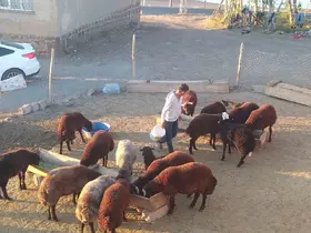 Patnos’ta besiciler kış hazırlığını sürdürüyor
