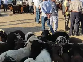 Patnos’ta hayvan pazarı yeniden açıldı
