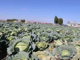 Patnos’ta Lahana hasadı başladı
