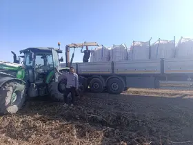 Patnos’ta patates hasadı başladı
